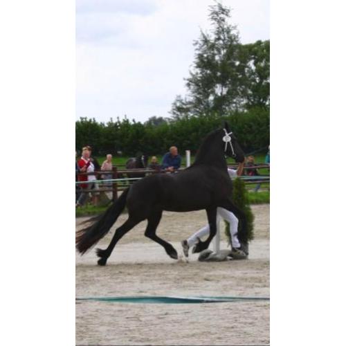 Prachtige 3 jarige Friese merrie van Epke