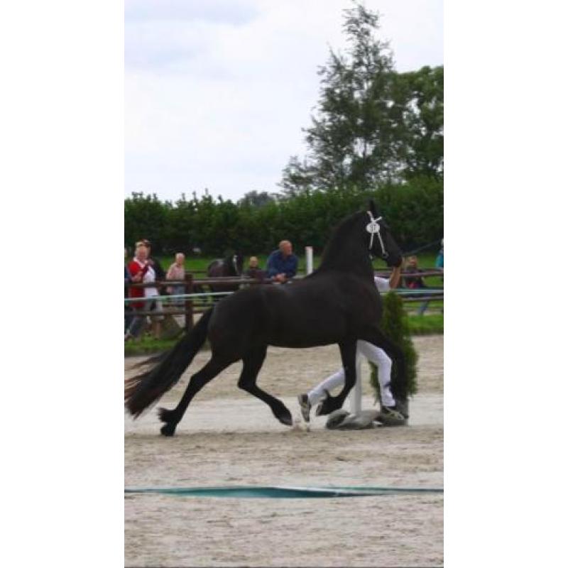 Prachtige 3 jarige Friese merrie van Epke