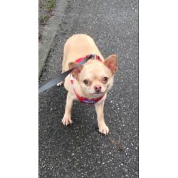 Chihuahua teefje VERMIST!!!