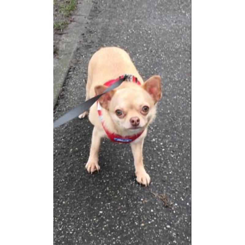 Chihuahua teefje VERMIST!!!
