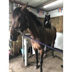 Lief keeshondje te koop