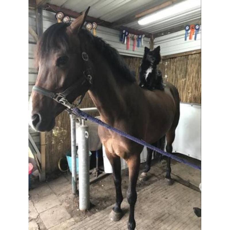Lief keeshondje te koop