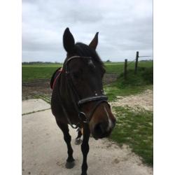 13-jarige mooie nuchtere Kwpn merrie