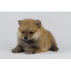 Pomeranian - Kleine Kees - Dwergkees -100% Belgische hondjes