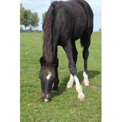 KWPN tuigpaard merrie veulen