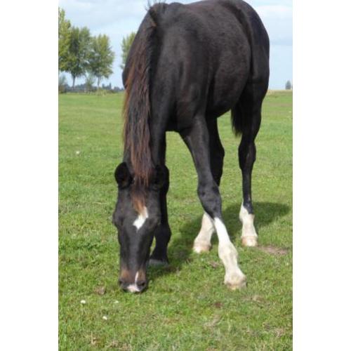 KWPN tuigpaard merrie veulen