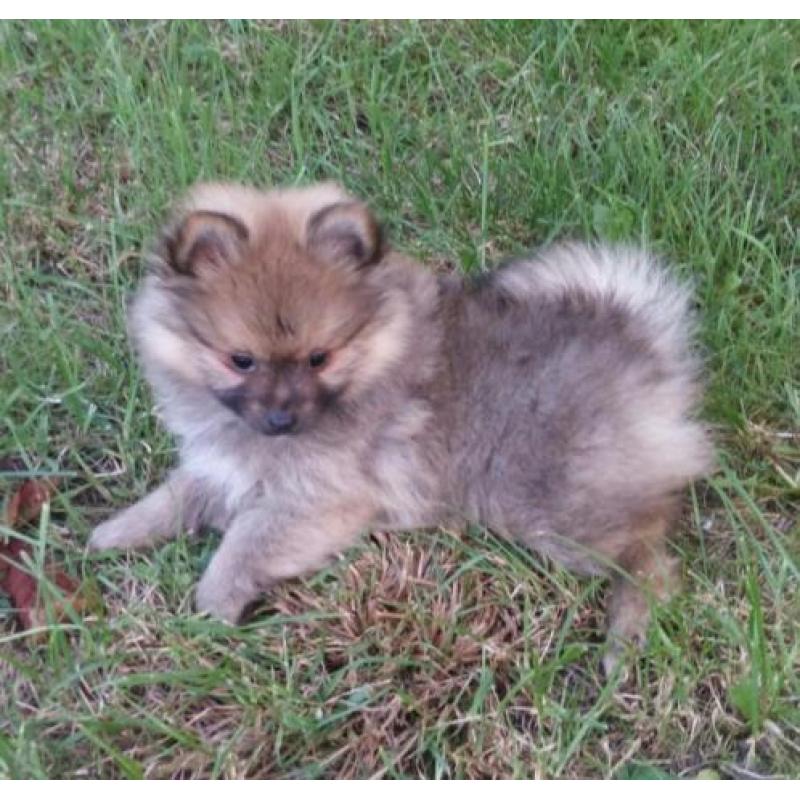 Schattig pups Pomeranian