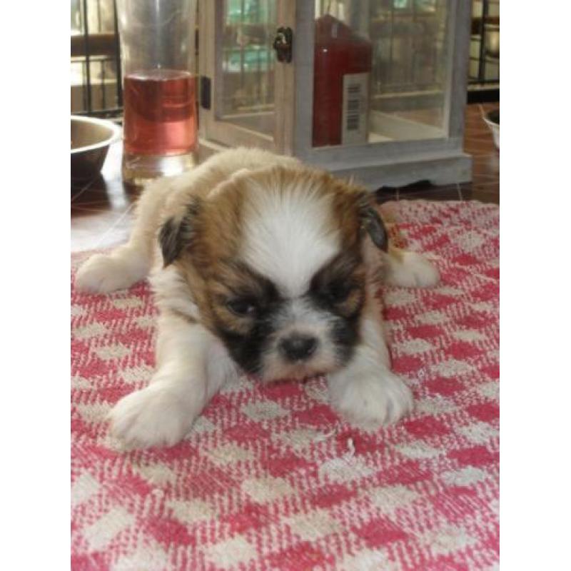te koop 3 mooie shihtzu pupy s