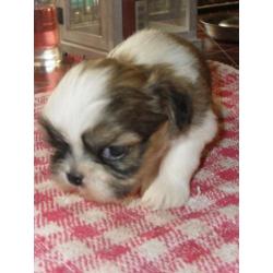 te koop 3 mooie shihtzu pupy s