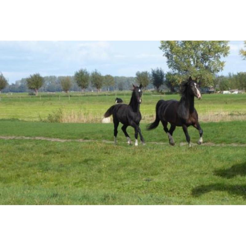 KWPN tuigpaard merrie veulen