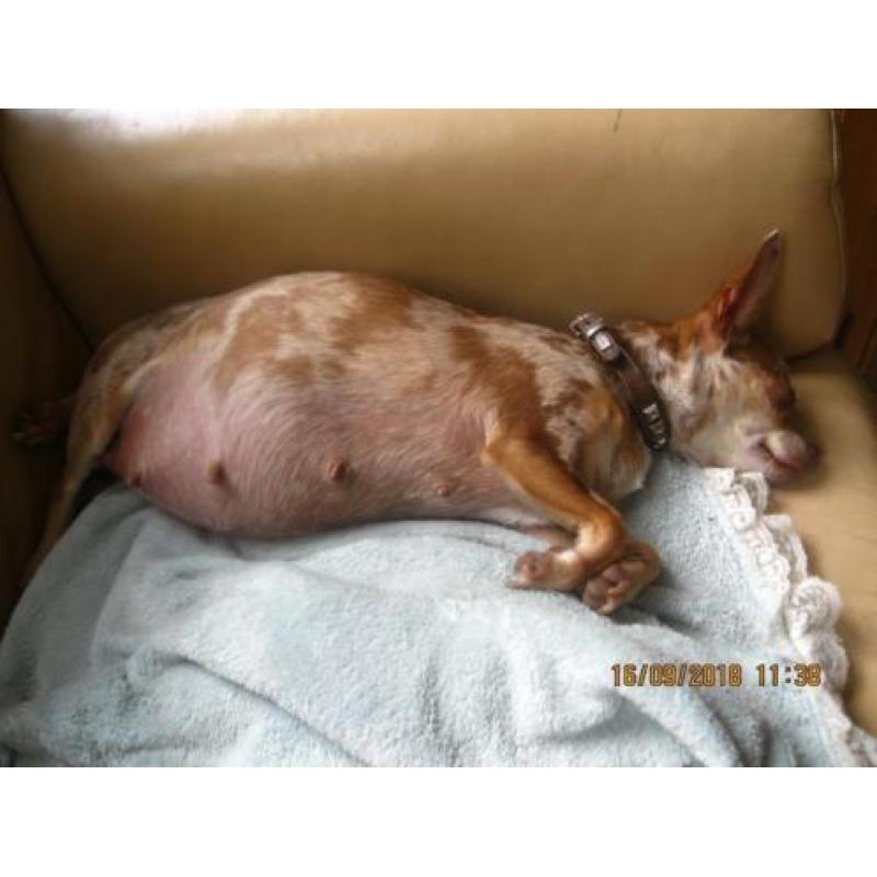 chihuahua pups