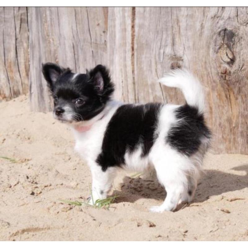 Prachtig pomchi teefje