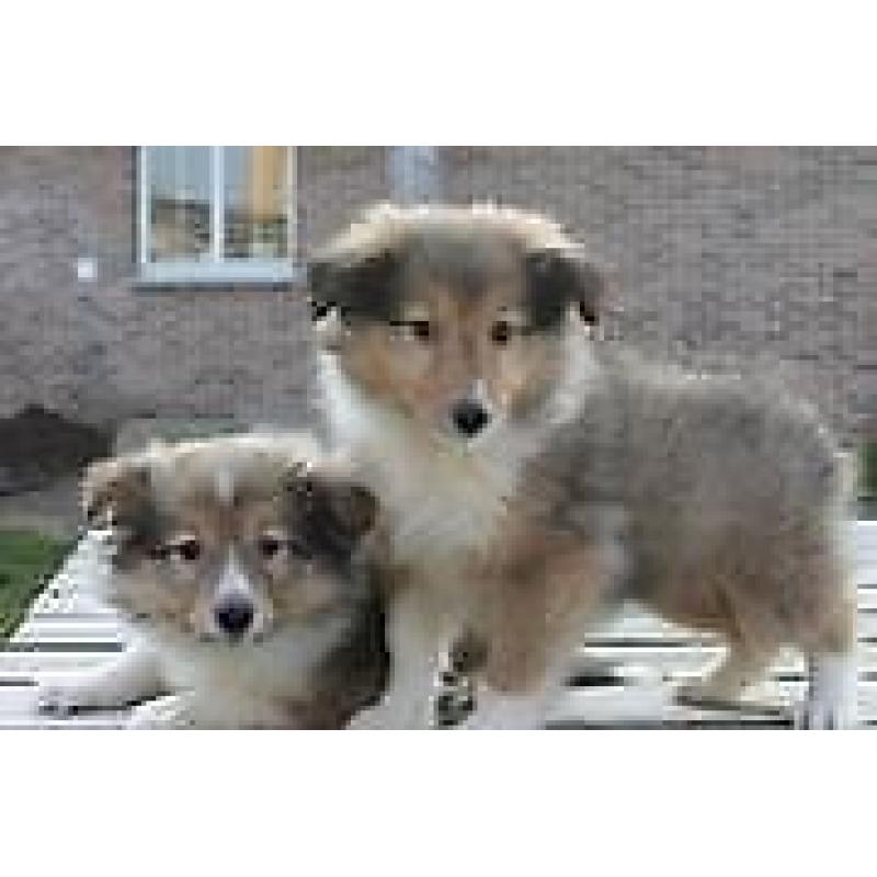 Lieve en sociale Sheltie pups ( Sable kleurig )