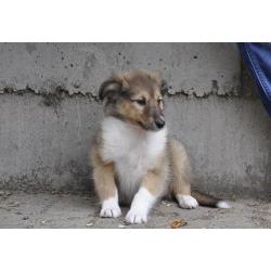 Lieve en sociale Sheltie pups ( Sable kleurig )