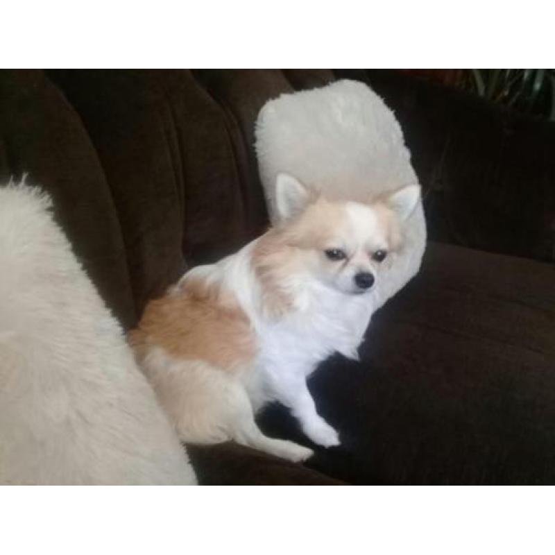 Chihuahua