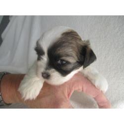 Boomer pups