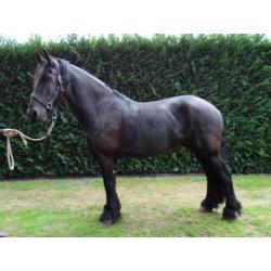 2 span friese paarden + toebehoren