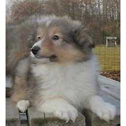 Lieve en sociale Sheltie pups ( Sable kleurig )