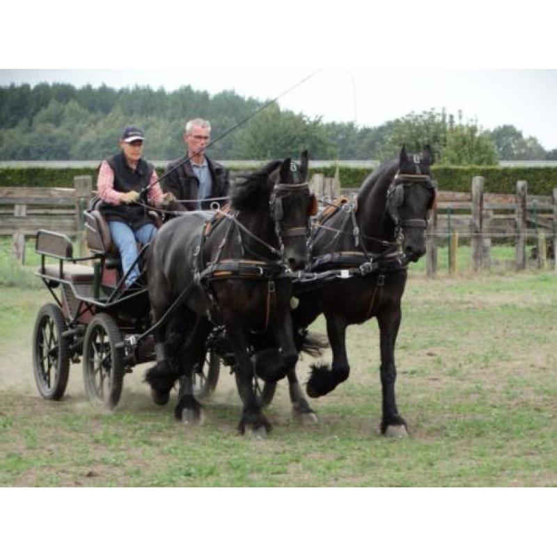 2 span friese paarden + toebehoren