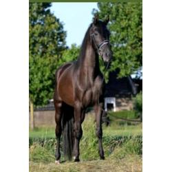 6 jarige Andalusier ruin in de kleur Smokey Black
