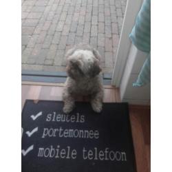 Dek reu coco Shih tzu. Ras zuiver met livergen.