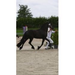 Prachtige 3 jarige Friese merrie van Epke