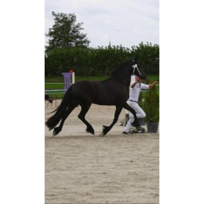 Prachtige 3 jarige Friese merrie van Epke