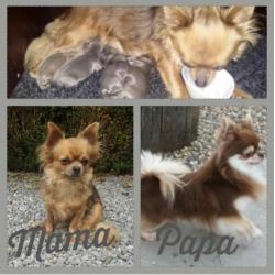 Prachtige stoere langharige chiuahua pup