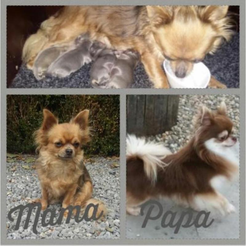 Prachtige stoere langharige chiuahua pup
