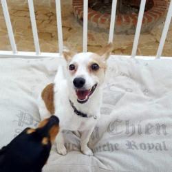 Pepper is een vrolijk, sociaal knuffelkontje