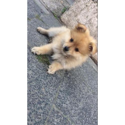 Keeshond pup