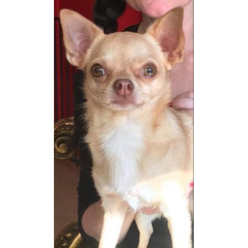 Chihuahua teefje VERMIST!!!
