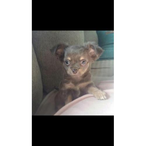 Prachtige stoere langharige chiuahua pup