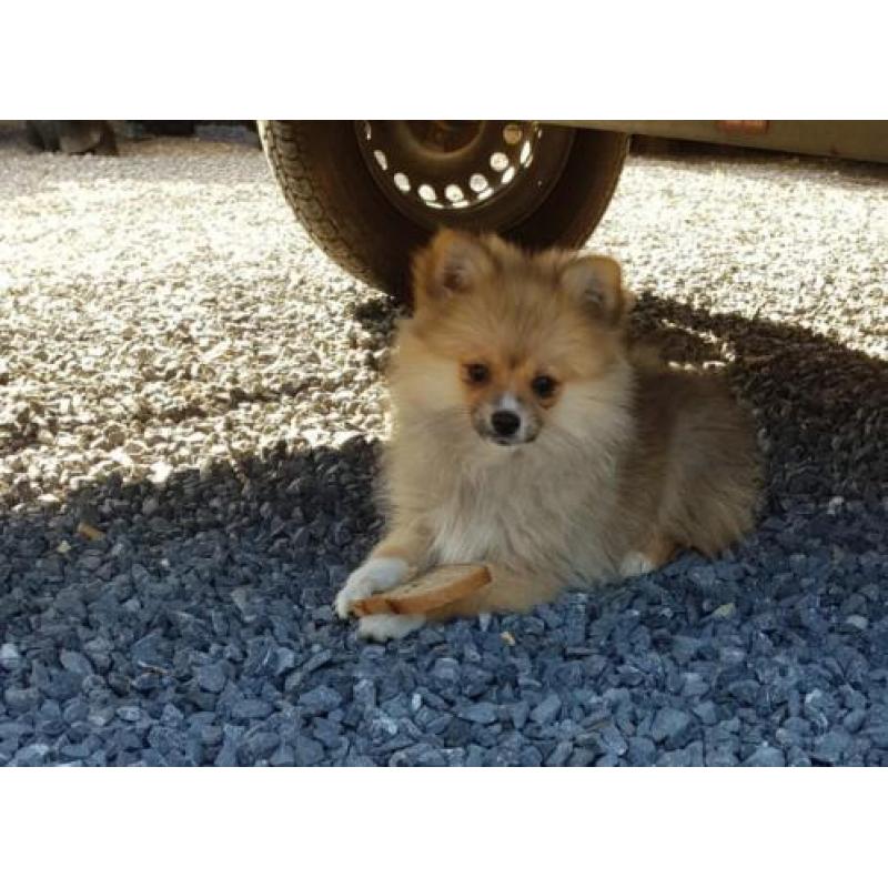 Pomeranian meisjes