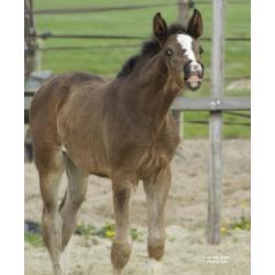 Natalia (Negro x Krack C)