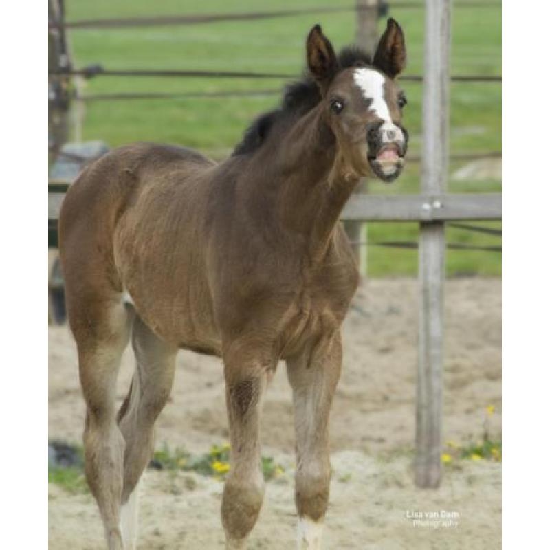 Natalia (Negro x Krack C)