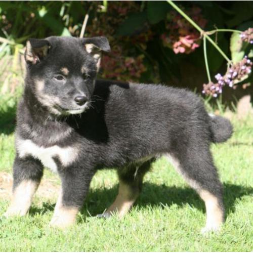 Shiba inu pups beschikbaar