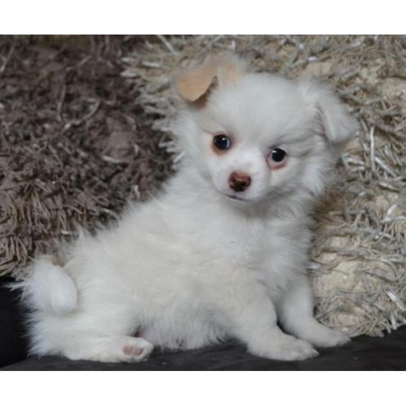 Pomeriaan x chihuahua - pomchi