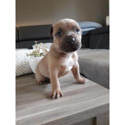 Amerikaanse pitbull pups