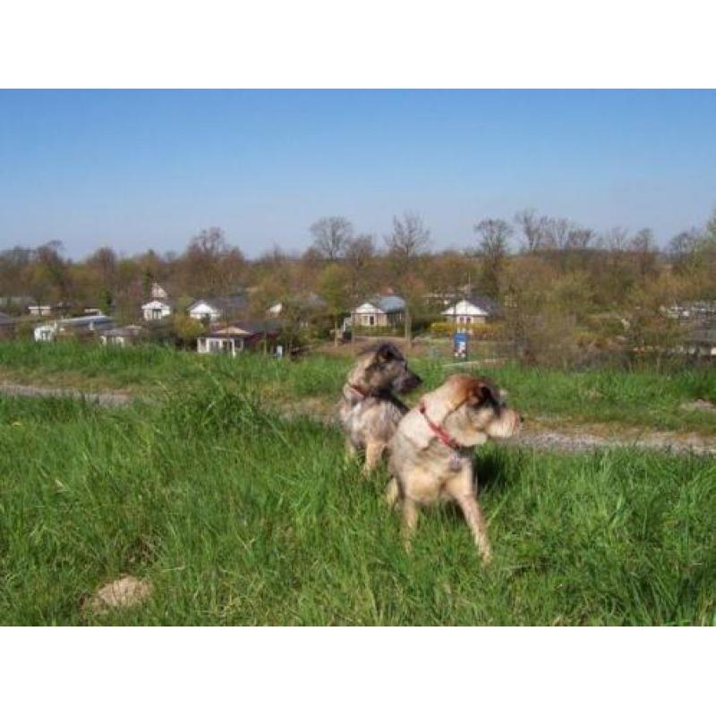 Gezellig met hond op vakantie?50m.vh strand, 4p.vak.bungalow
