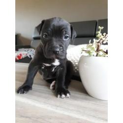 Amerikaanse pitbull pups
