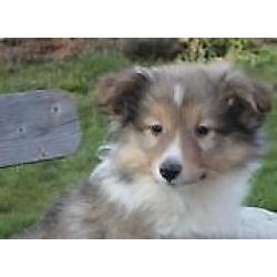 Lieve en sociale Sheltie pups ( Sable kleurig )