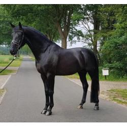 11 jarige drachtige ZZL merrie, vic x burgraaf
