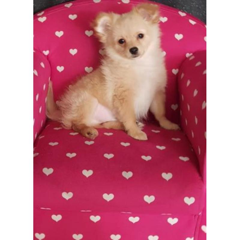 Pomchi (pomeranian x chihuahua)pups