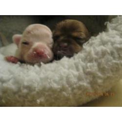 chihuahua pups