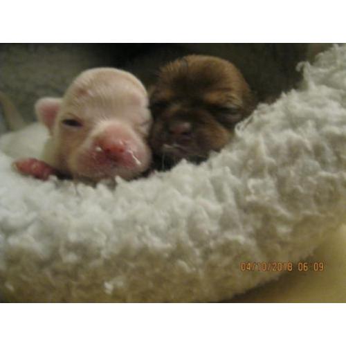 chihuahua pups