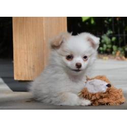 Pomeriaan x chihuahua - pomchi