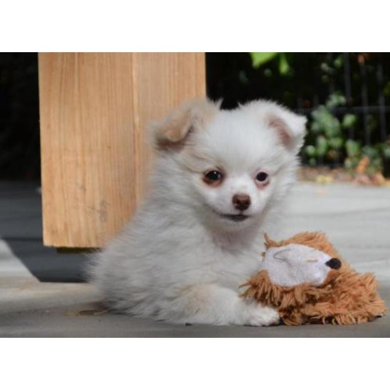 Pomeriaan x chihuahua - pomchi