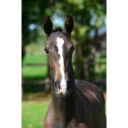Natalia (Negro x Krack C)