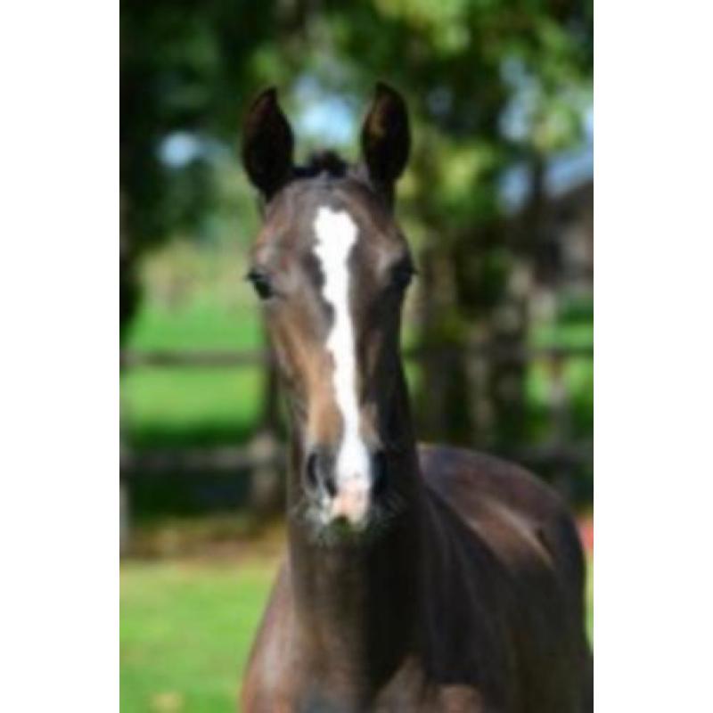 Natalia (Negro x Krack C)
